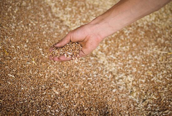 Crops harvest in Krasnodar Territory