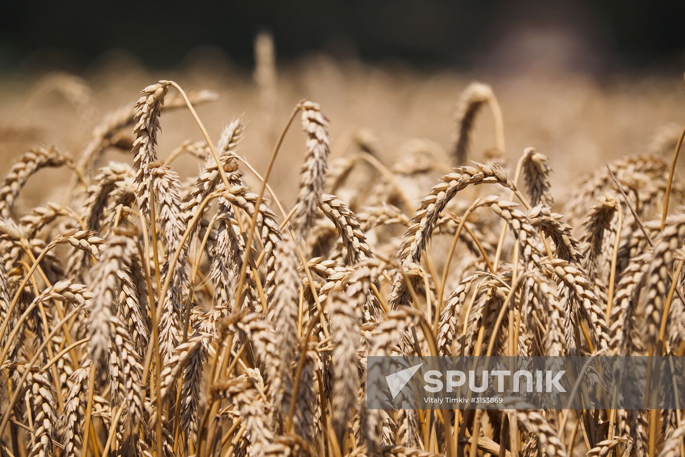 Crops harvest in Krasnodar Territory