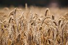 Crops harvest in Krasnodar Territory