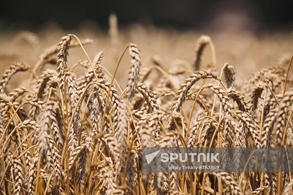 Crops harvest in Krasnodar Territory