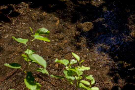 Nagutni mountain climatic and health resort in South Ossetia