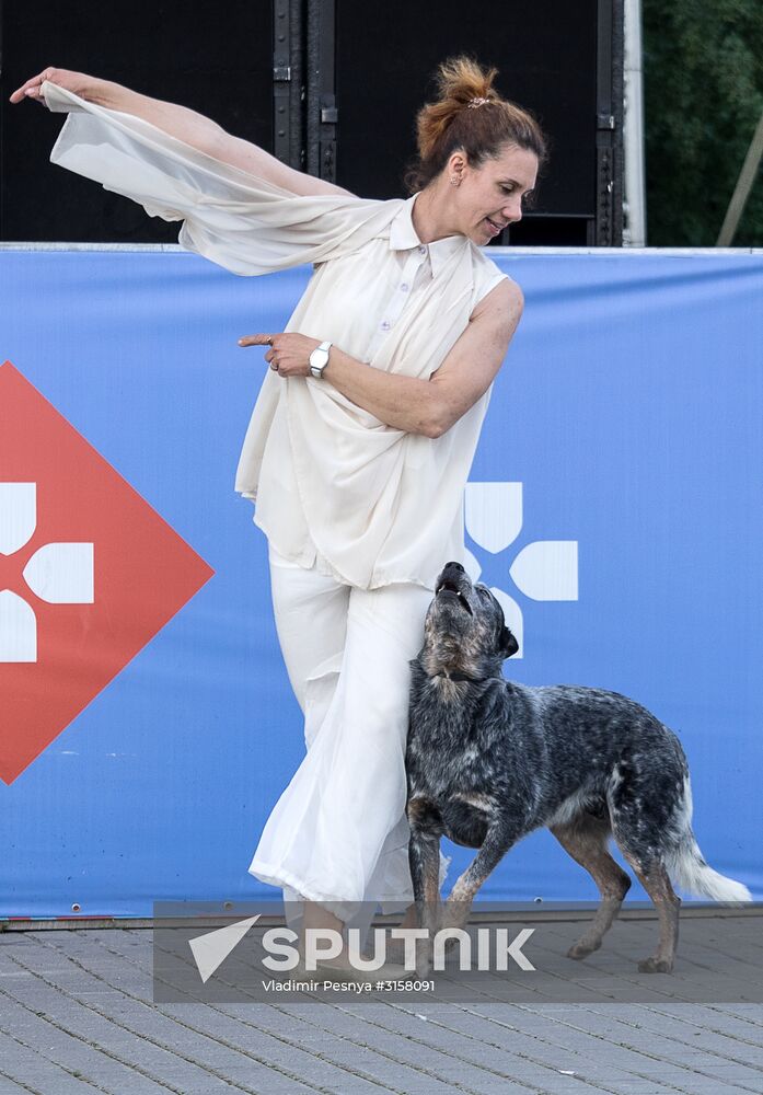 Life Companions festival for dogs and people