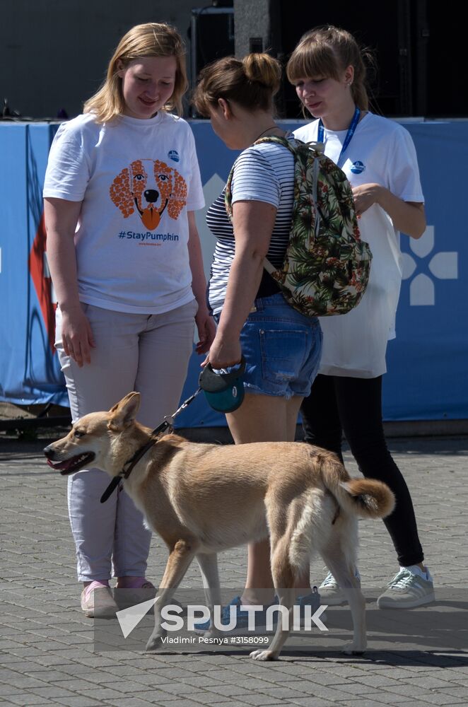 Life Companions festival for dogs and people