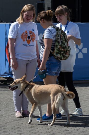 Life Companions festival for dogs and people