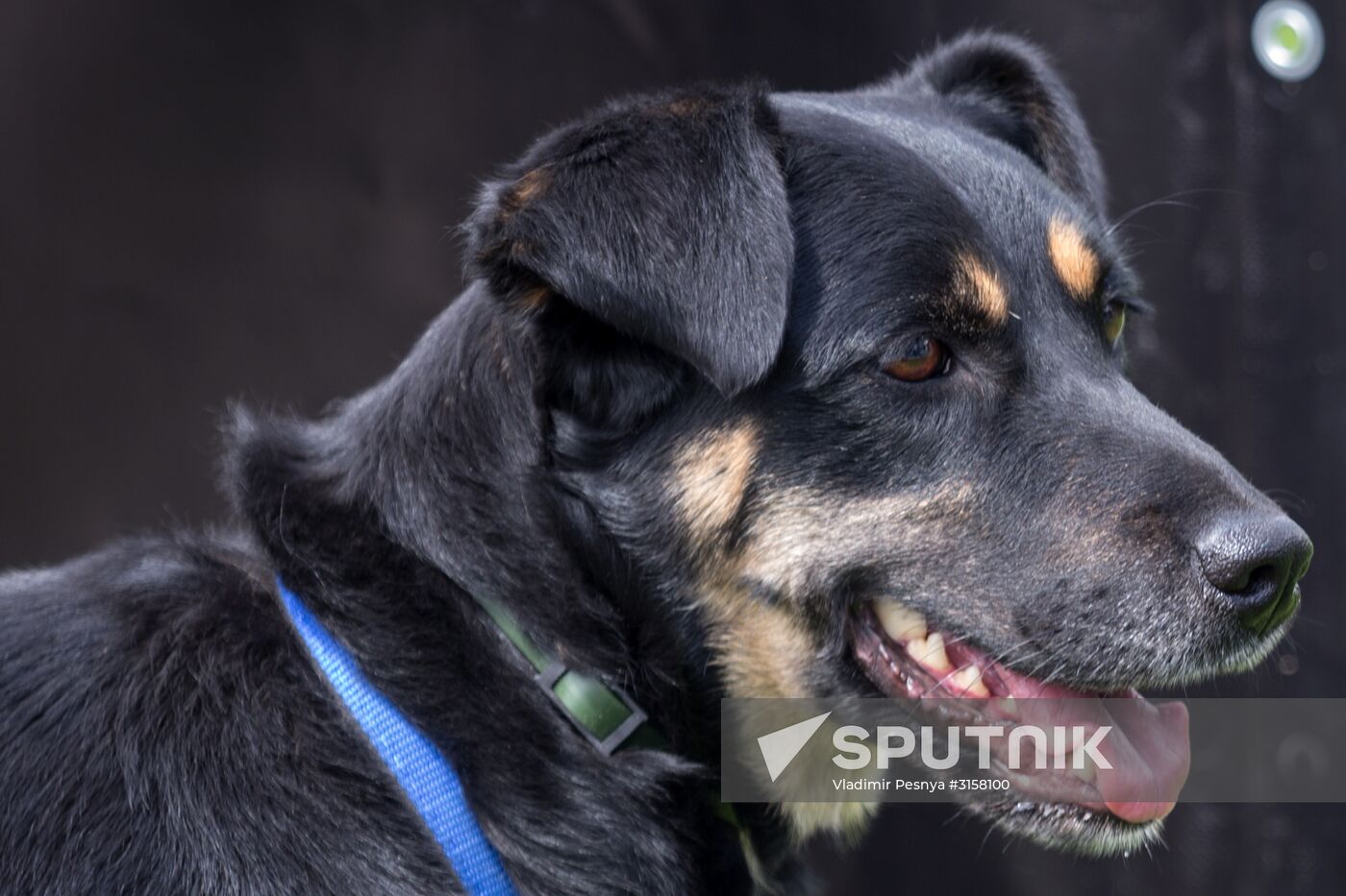 Life Companions festival for dogs and people