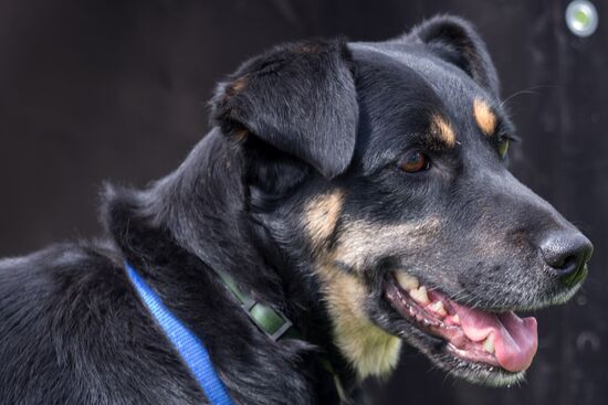 Life Companions festival for dogs and people