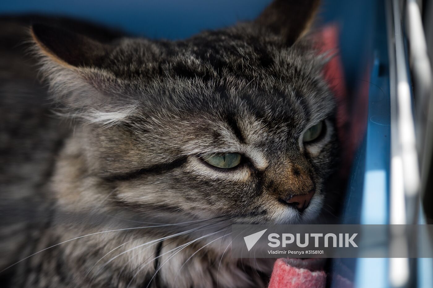 Life Companions festival for dogs and people