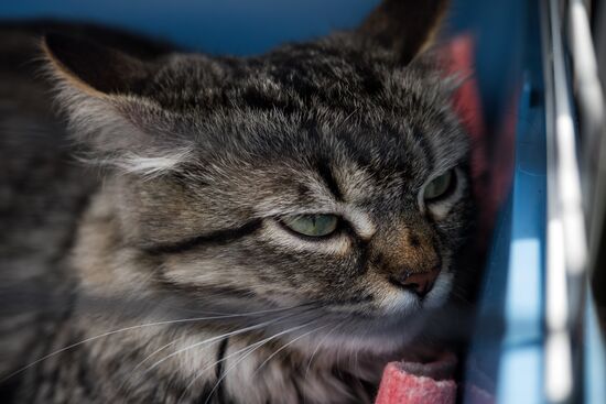 Life Companions festival for dogs and people