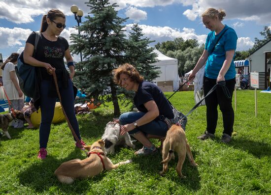 Life Companions festival for dogs and people