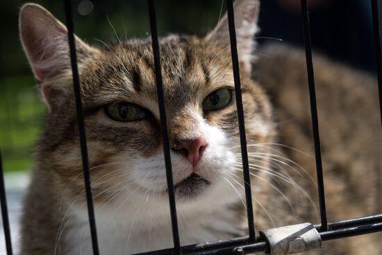 Life Companions festival for dogs and people