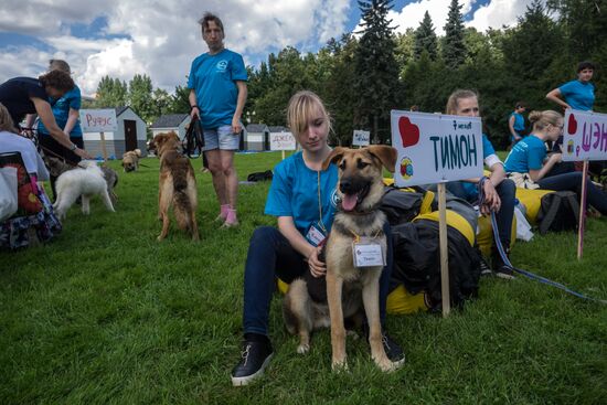Life Companions festival for dogs and people
