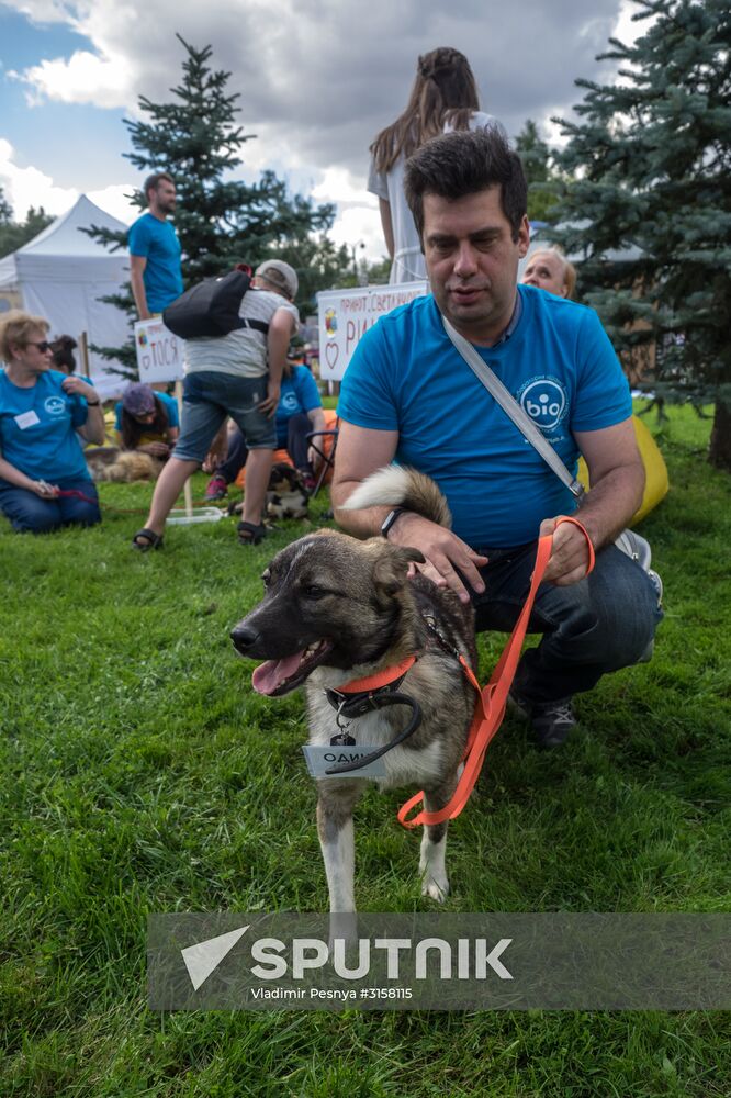 Life Companions festival for dogs and people