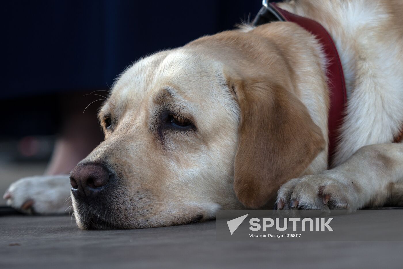 Life Companions festival for dogs and people