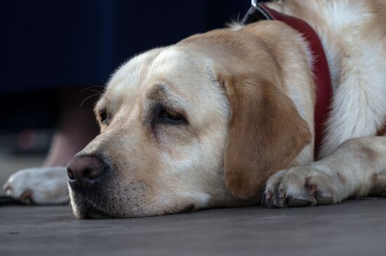 Life Companions festival for dogs and people