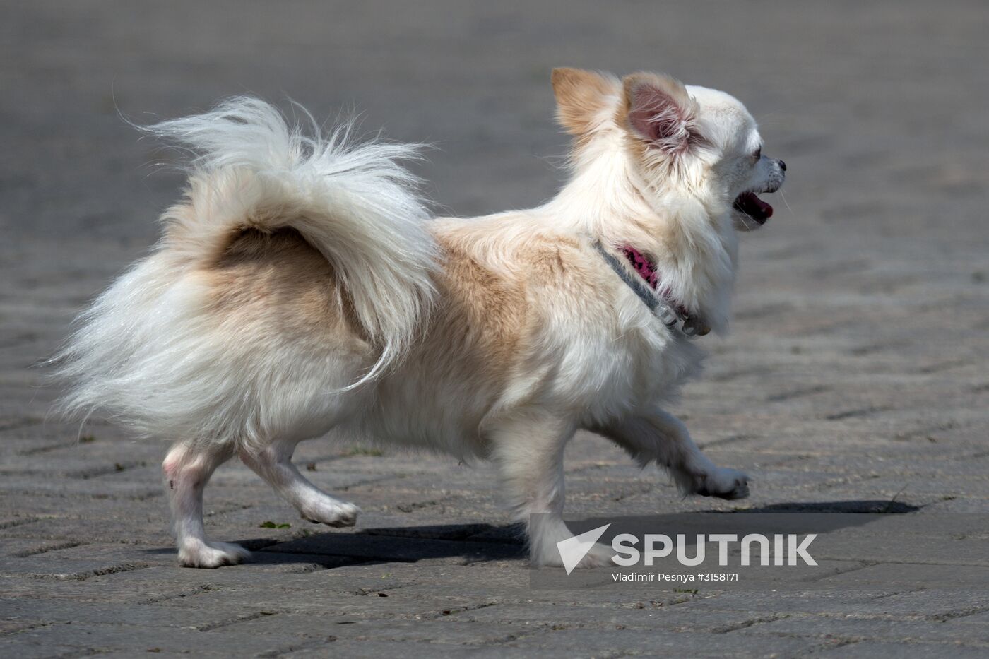 Life Companions festival for dogs and people