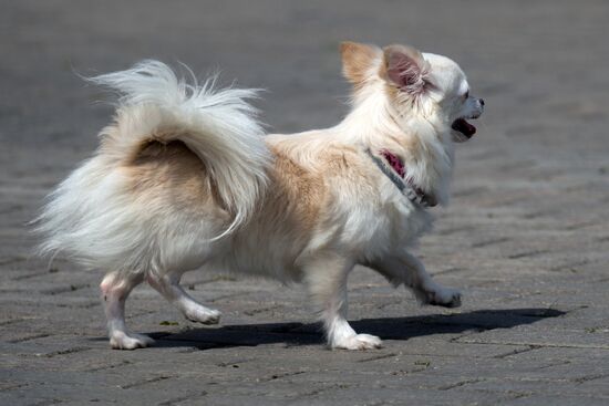 Life Companions festival for dogs and people