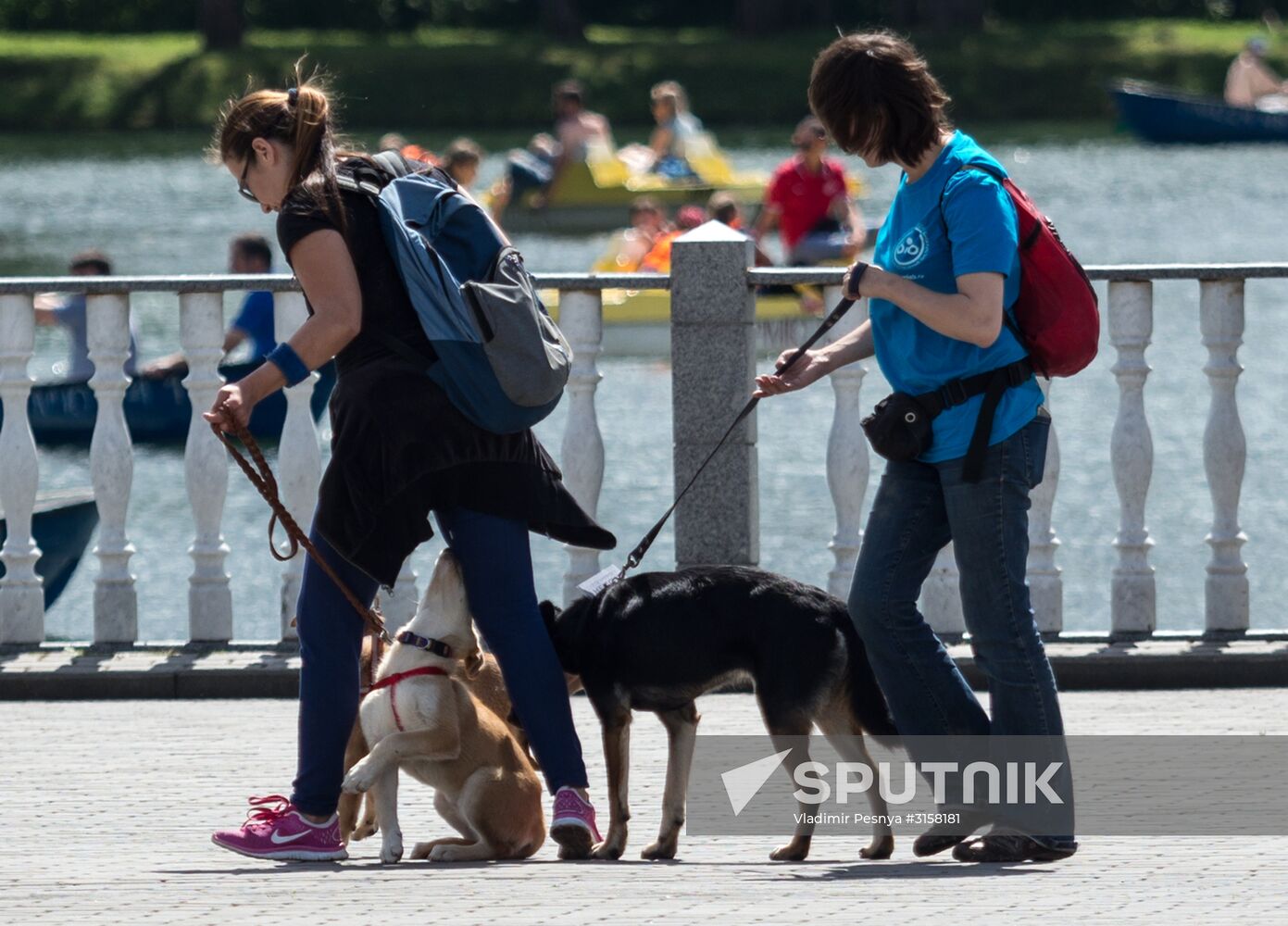 Life Companions festival for dogs and people