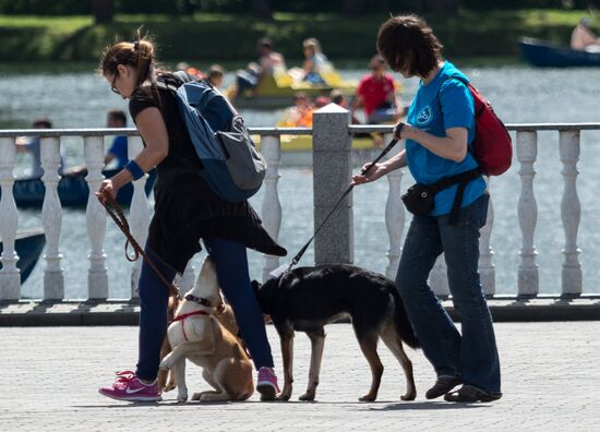 Life Companions festival for dogs and people