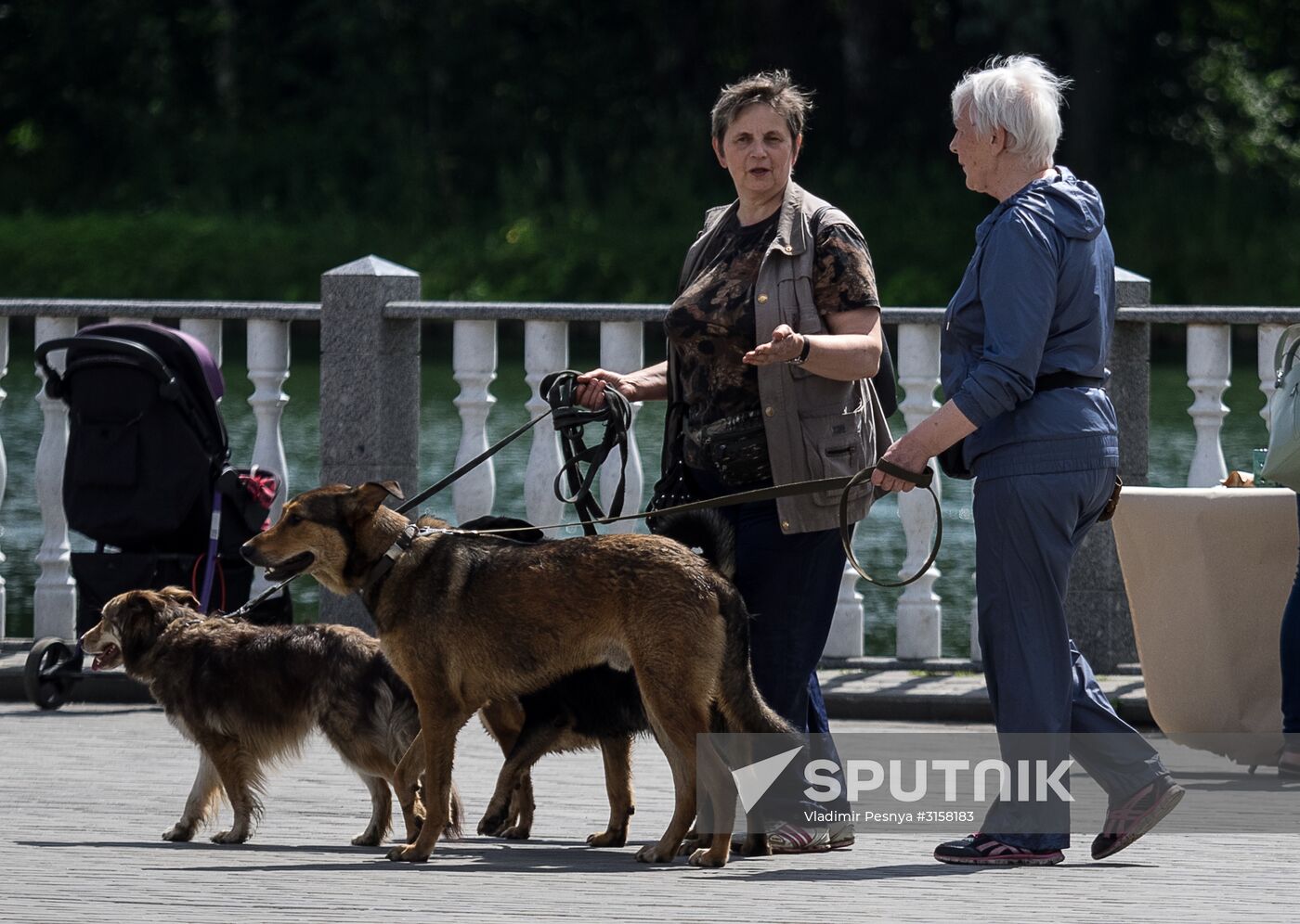 Life Companions festival for dogs and people
