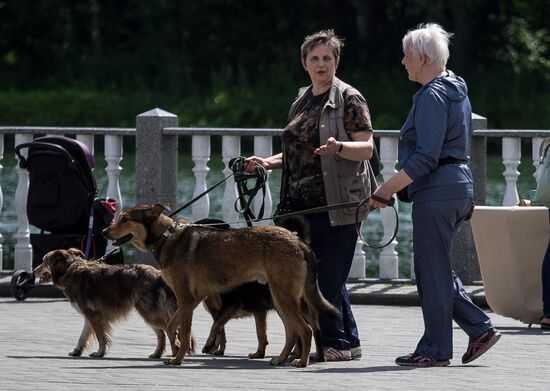 Life Companions festival for dogs and people