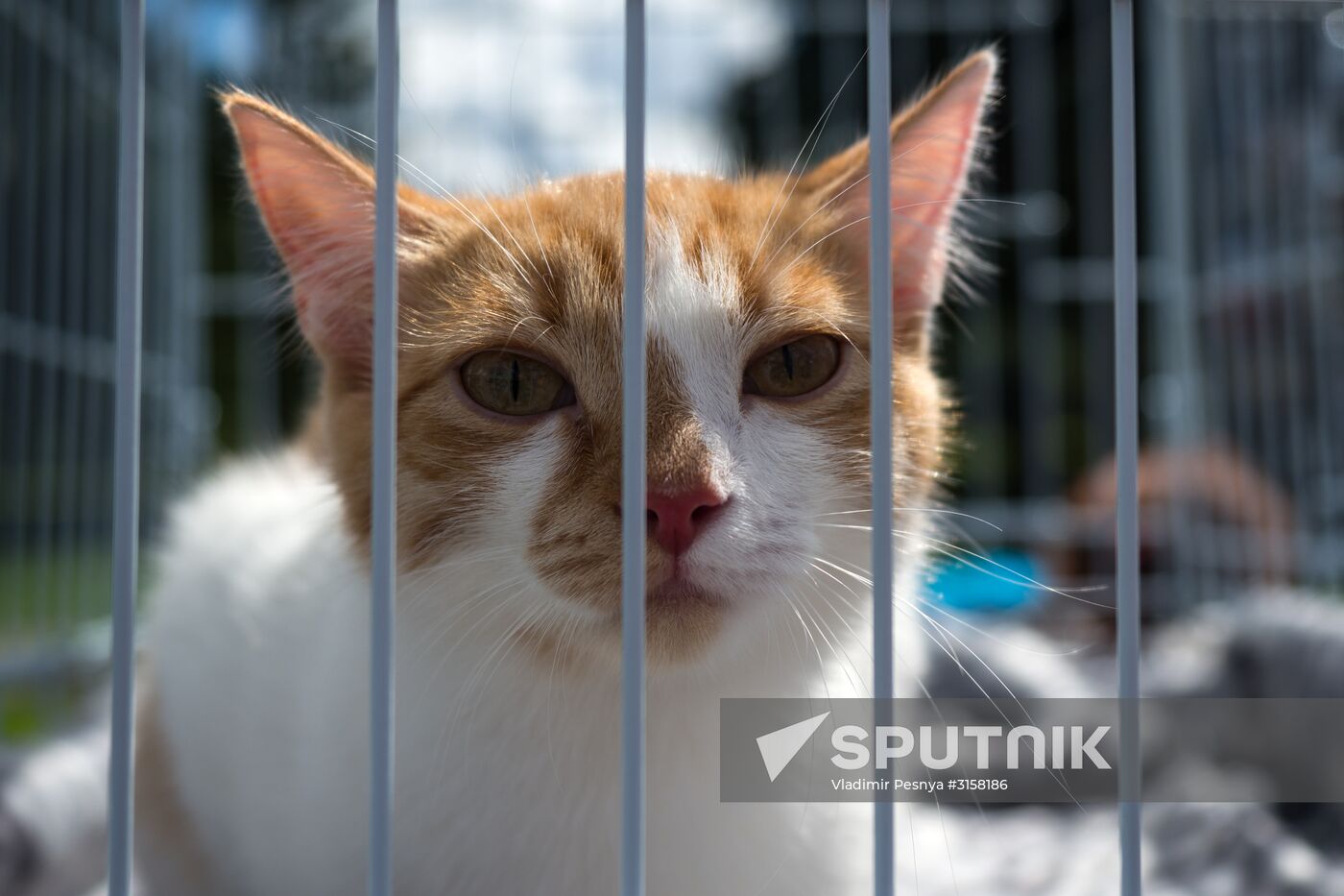 Life Companions festival for dogs and people