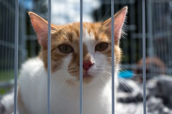 Life Companions festival for dogs and people