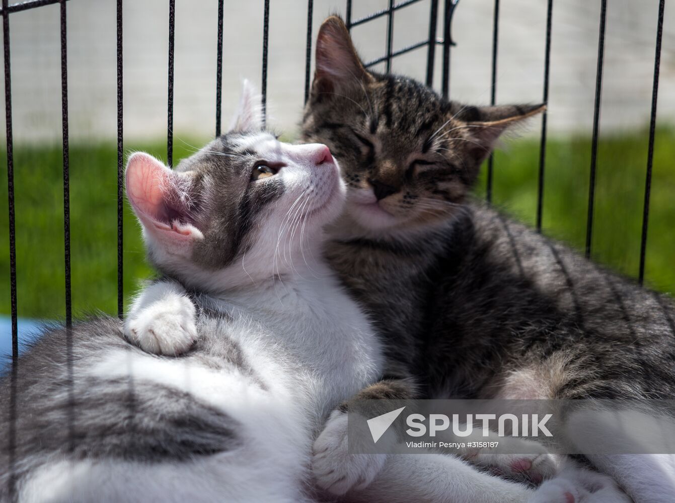 Life Companions festival for dogs and people