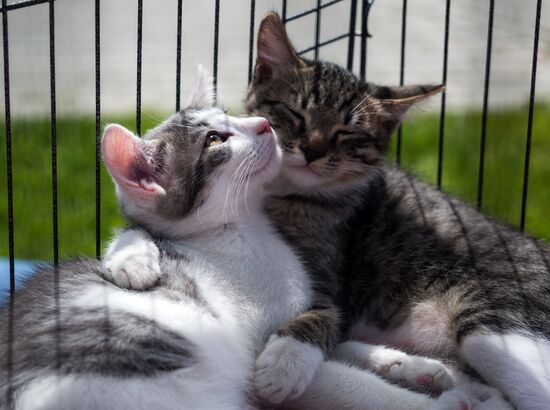 Life Companions festival for dogs and people