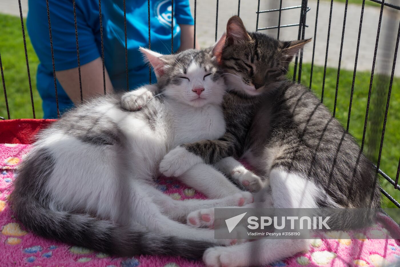 Life Companions festival for dogs and people