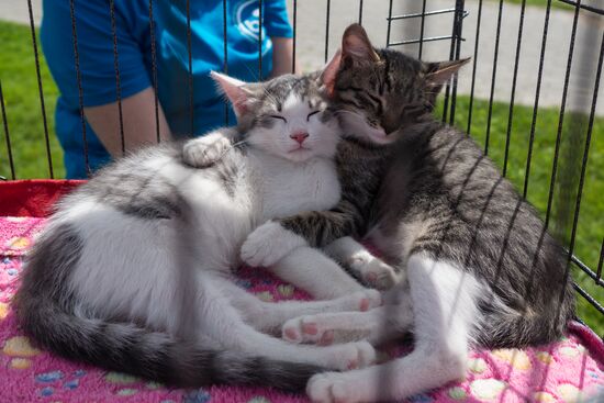 Life Companions festival for dogs and people