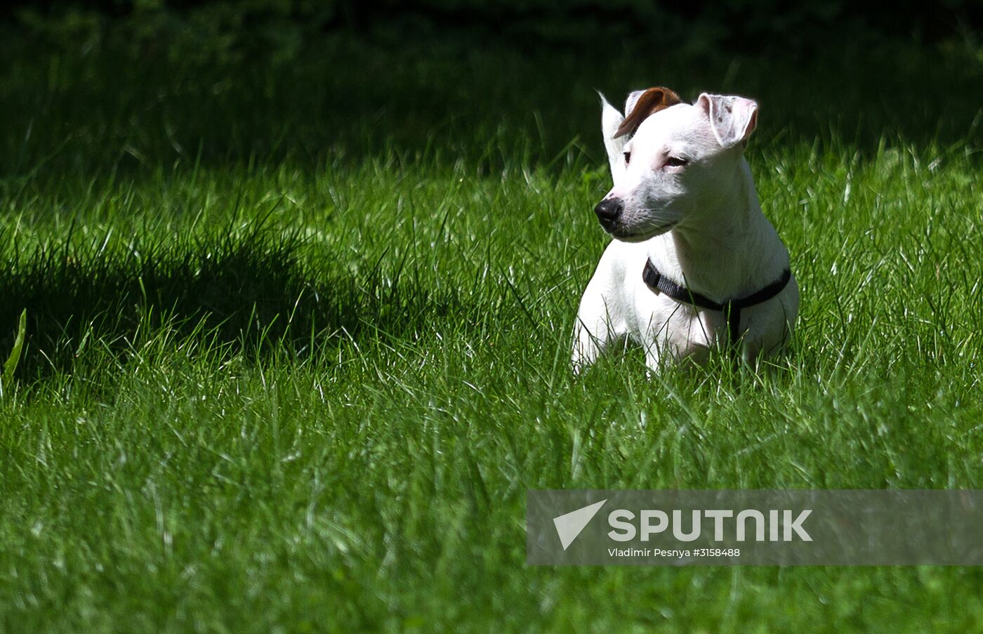 Life Companions festival of dogs and people