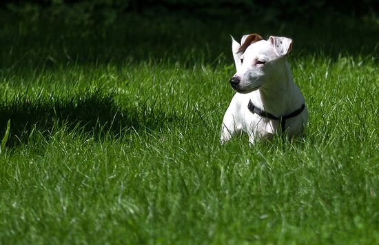 Life Companions festival of dogs and people