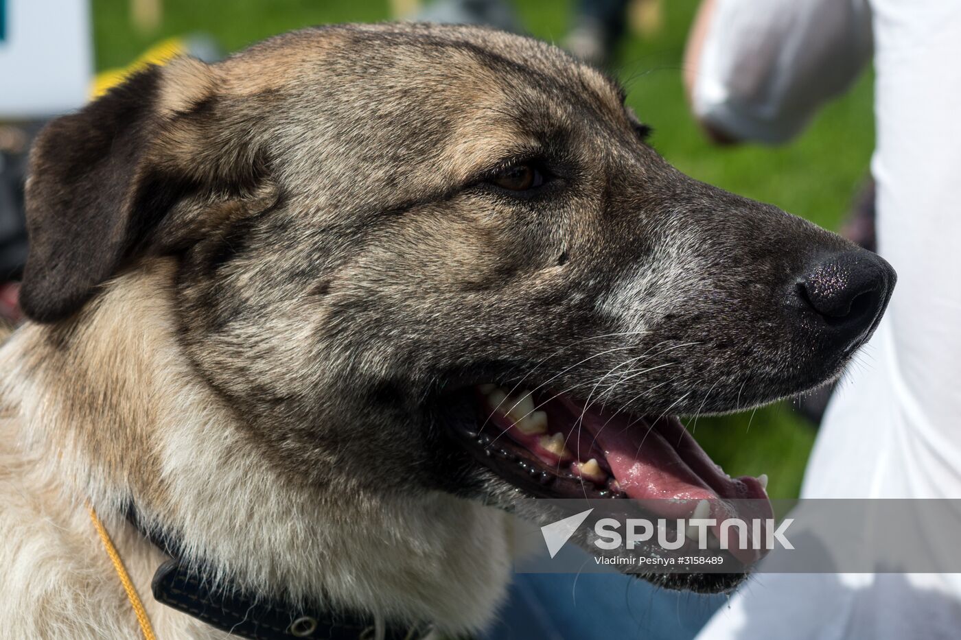 Life Companions festival of dogs and people