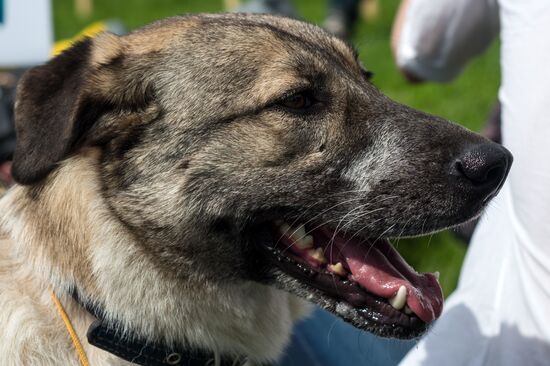 Life Companions festival of dogs and people