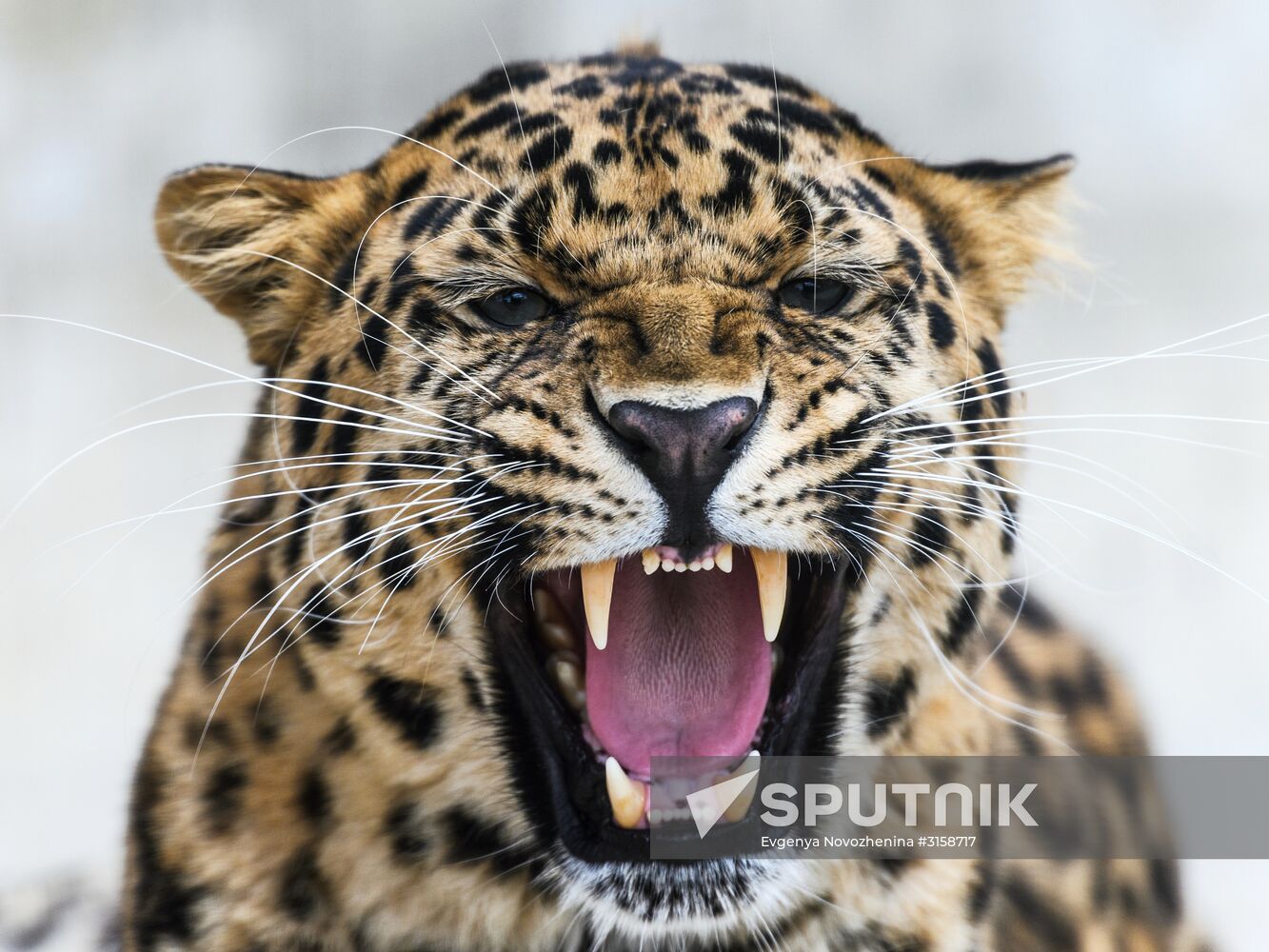 Center for Rare Animal Species Reproduction near Volokolamsk