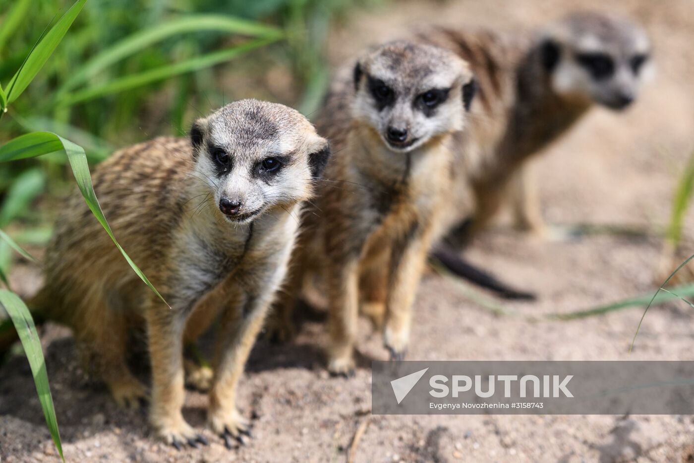 Center for Rare Animal Species Reproduction near Volokolamsk