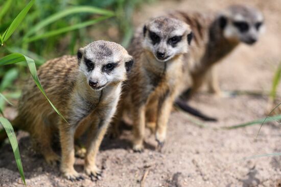 Center for Rare Animal Species Reproduction near Volokolamsk