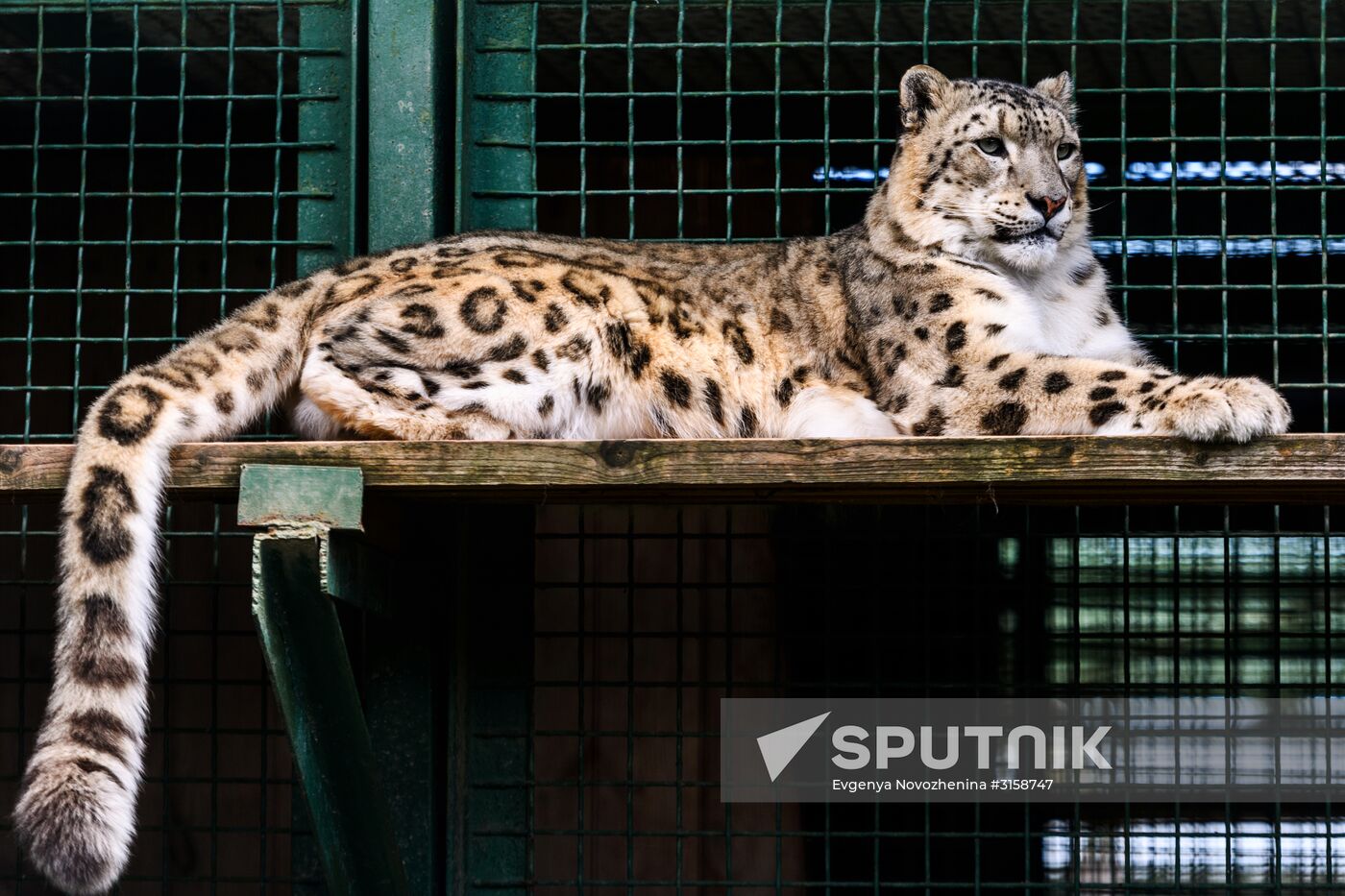 Center for Rare Animal Species Reproduction near Volokolamsk