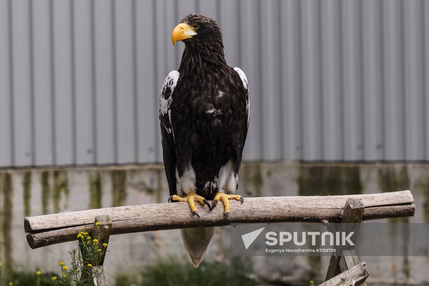 Center for Rare Animal Species Reproduction near Volokolamsk