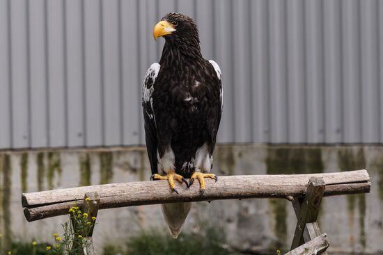 Center for Rare Animal Species Reproduction near Volokolamsk