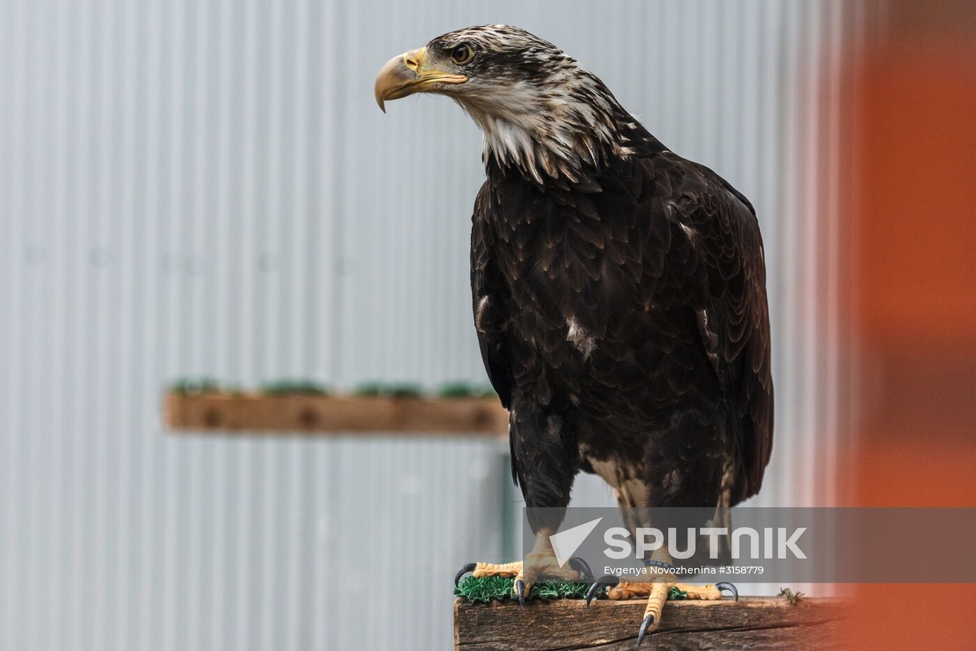 Center for Rare Animal Species Reproduction near Volokolamsk