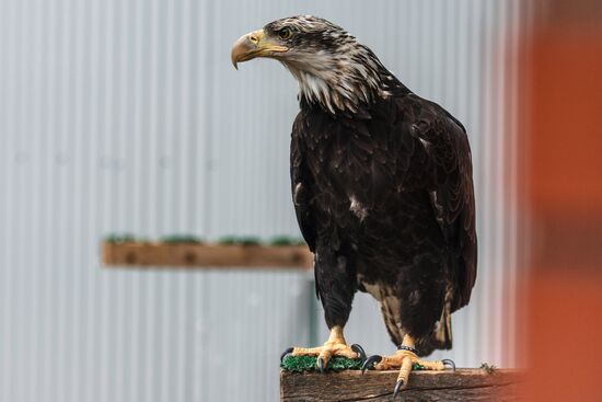 Center for Rare Animal Species Reproduction near Volokolamsk