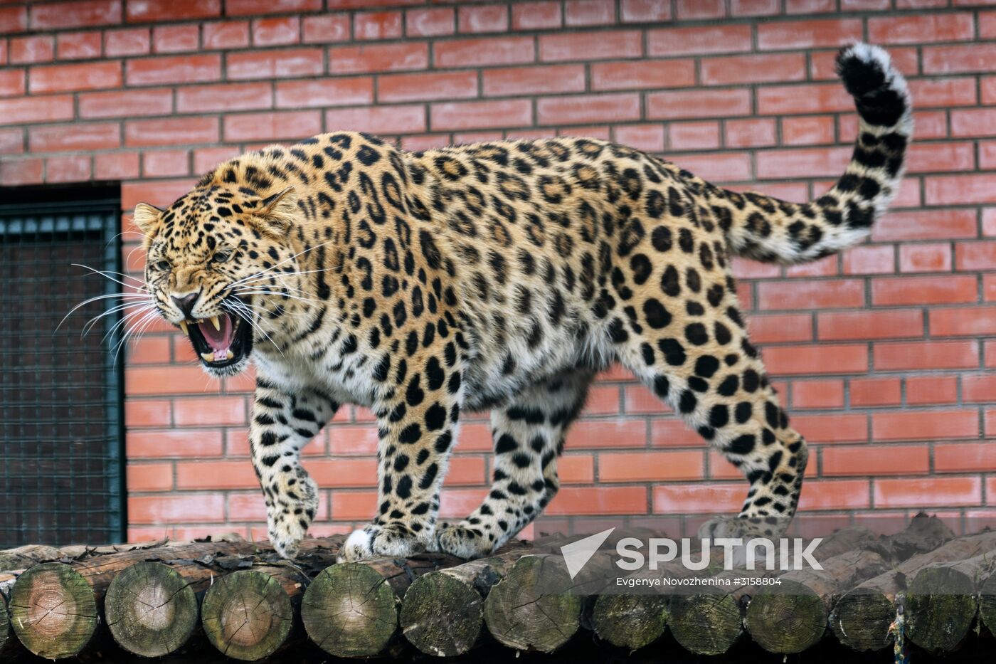 Center for Rare Animal Species Reproduction near Volokolamsk