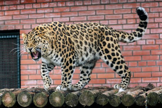 Center for Rare Animal Species Reproduction near Volokolamsk