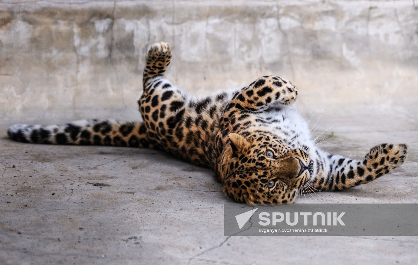 Center for Rare Animal Species Reproduction near Volokolamsk