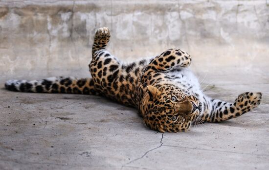 Center for Rare Animal Species Reproduction near Volokolamsk