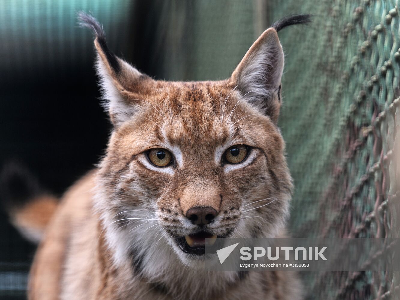 Center for Rare Animal Species Reproduction near Volokolamsk