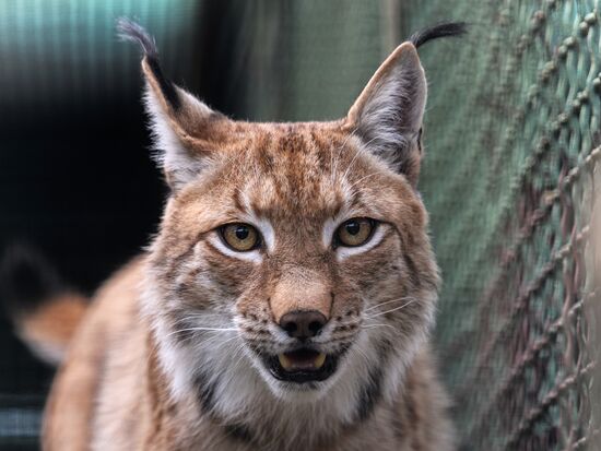 Center for Rare Animal Species Reproduction near Volokolamsk