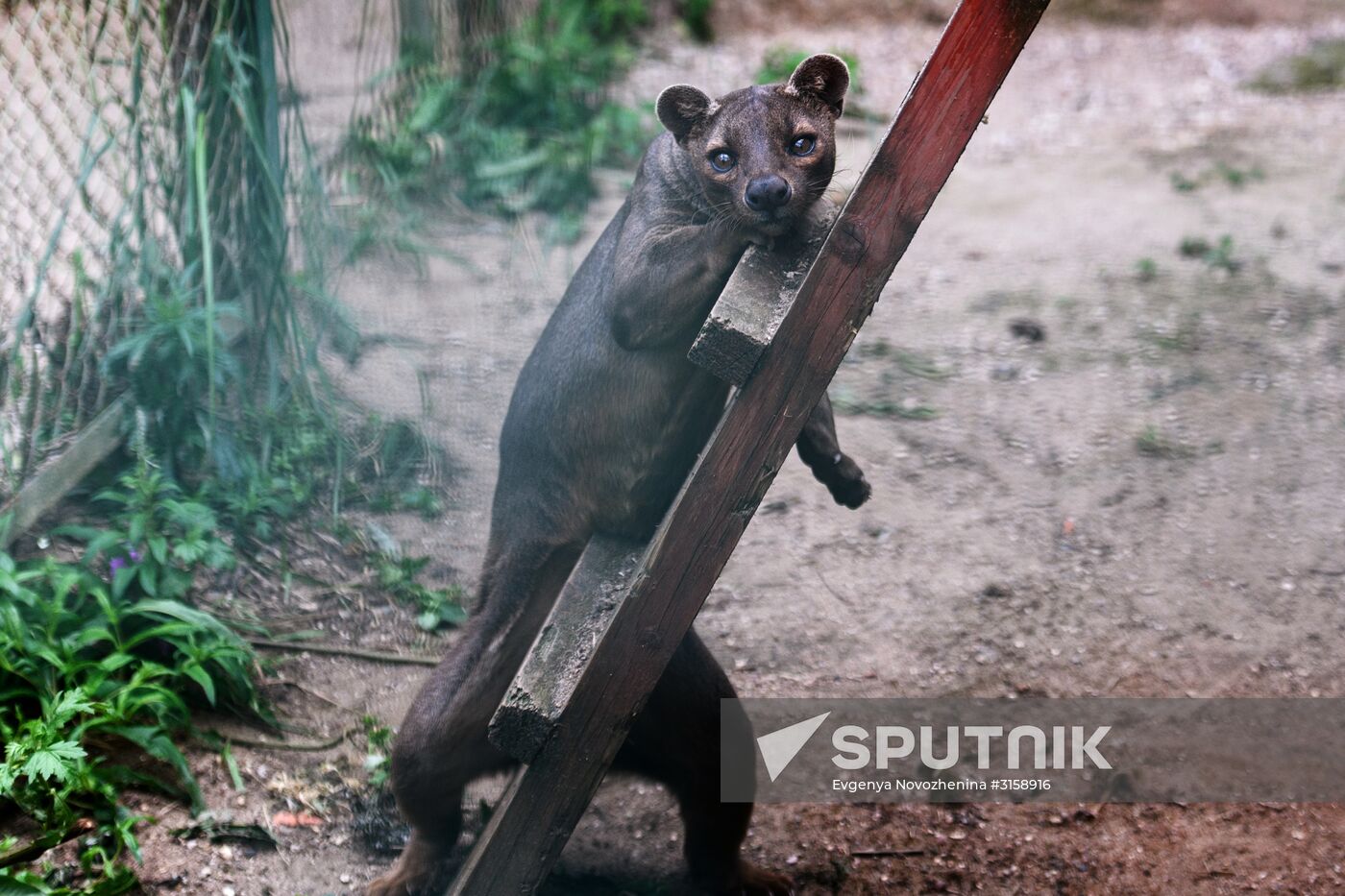 Center for Rare Animal Species Reproduction near Volokolamsk