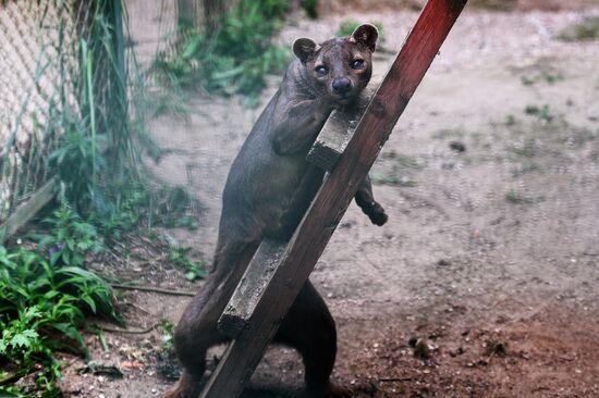 Center for Rare Animal Species Reproduction near Volokolamsk